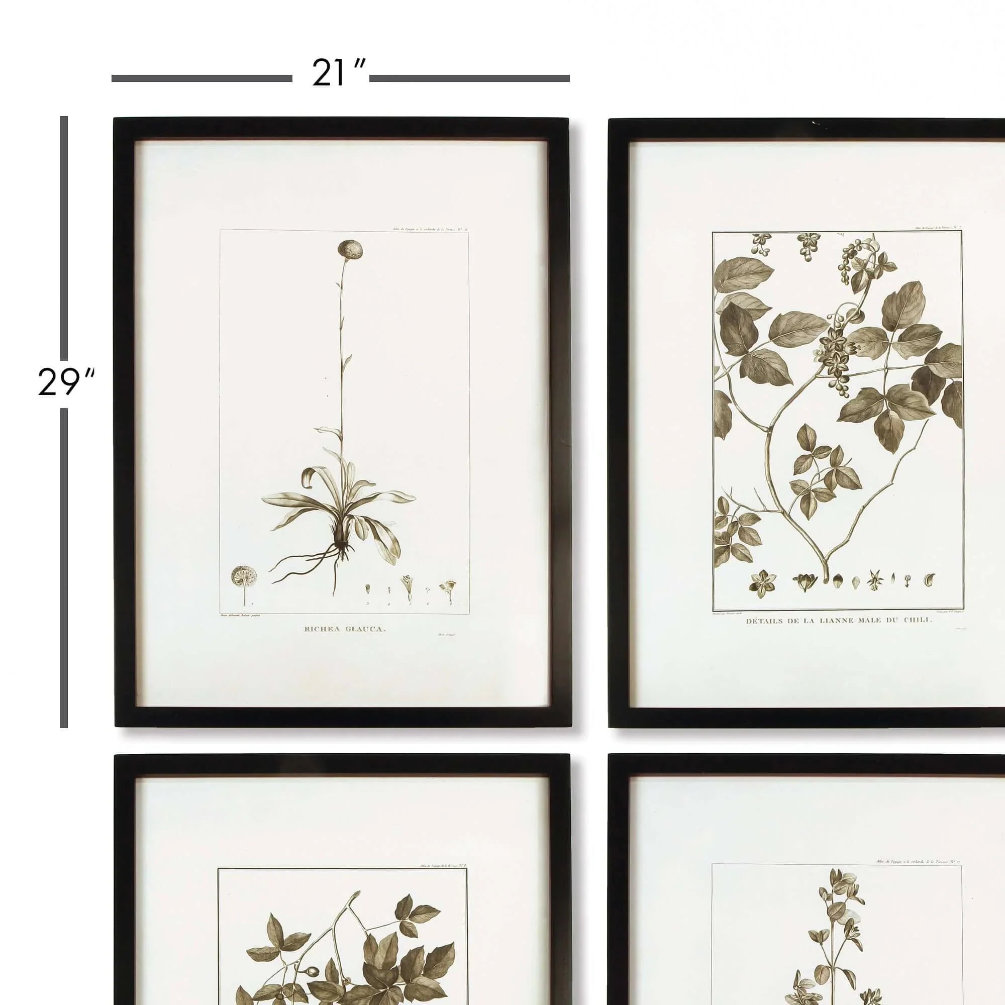 Vintage Monochromatic Botanical Herb Wall Art (set of 4) - House Of Avana