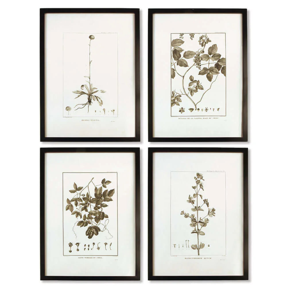 Vintage Monochromatic Botanical Herb Wall Art (set of 4) - House Of Avana