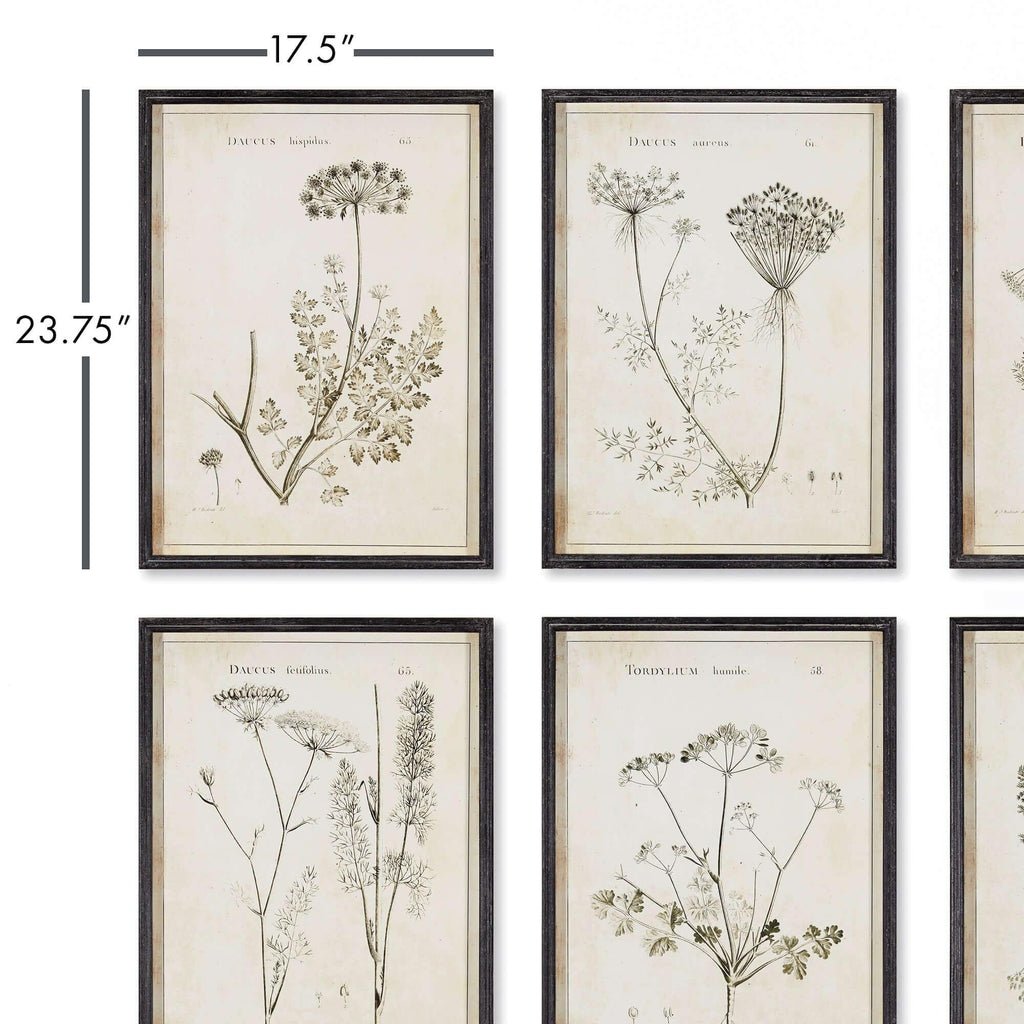 Vintage Monochromatic Botanical Wildflower Wall Art (set of 6) - House Of Avana