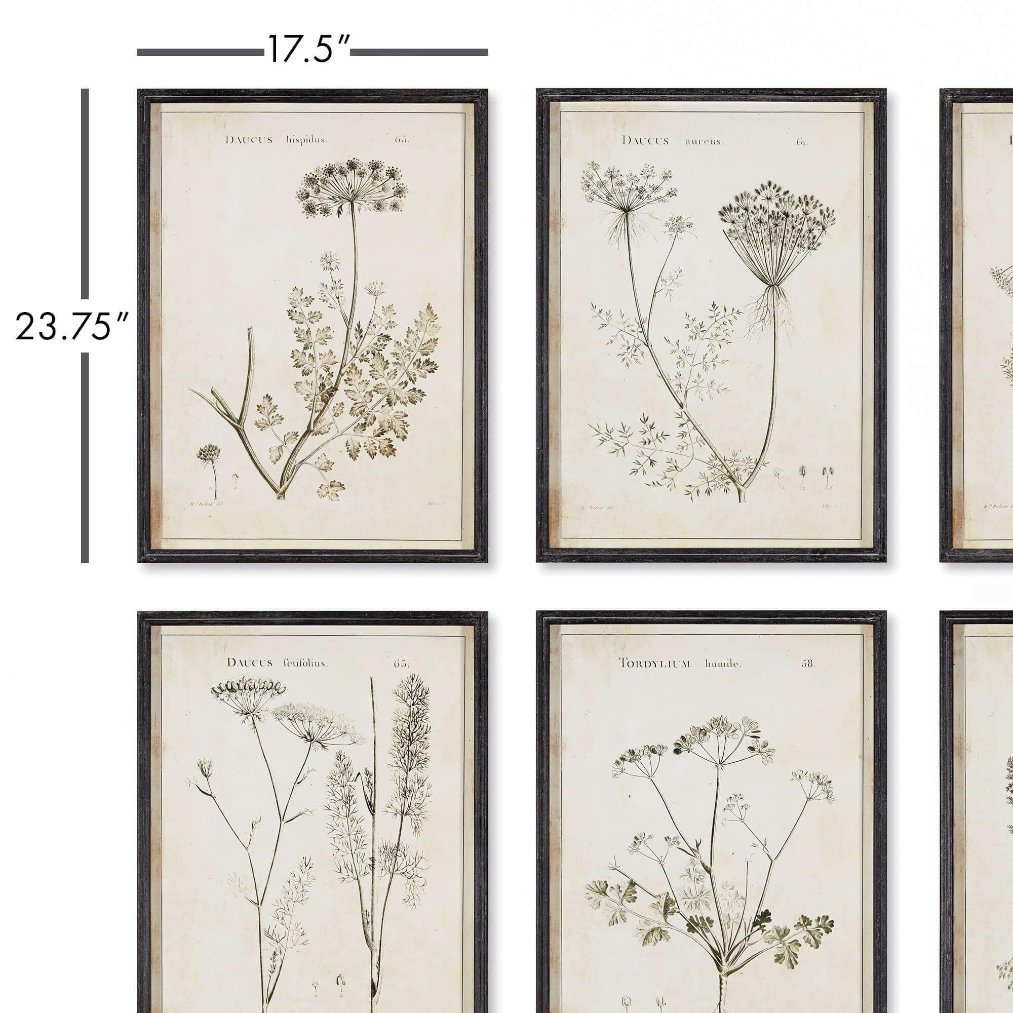 Vintage Monochromatic Botanical Wildflower Wall Art (set of 6) - House Of Avana