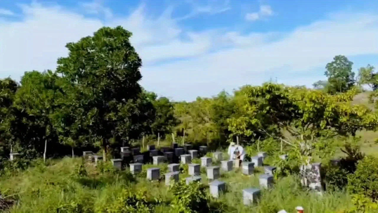 S Beeswax Candle Gift Set with Decorative Honeycomb Design - Perfect for Home Decor, Parties & Events,... - House Of Avana