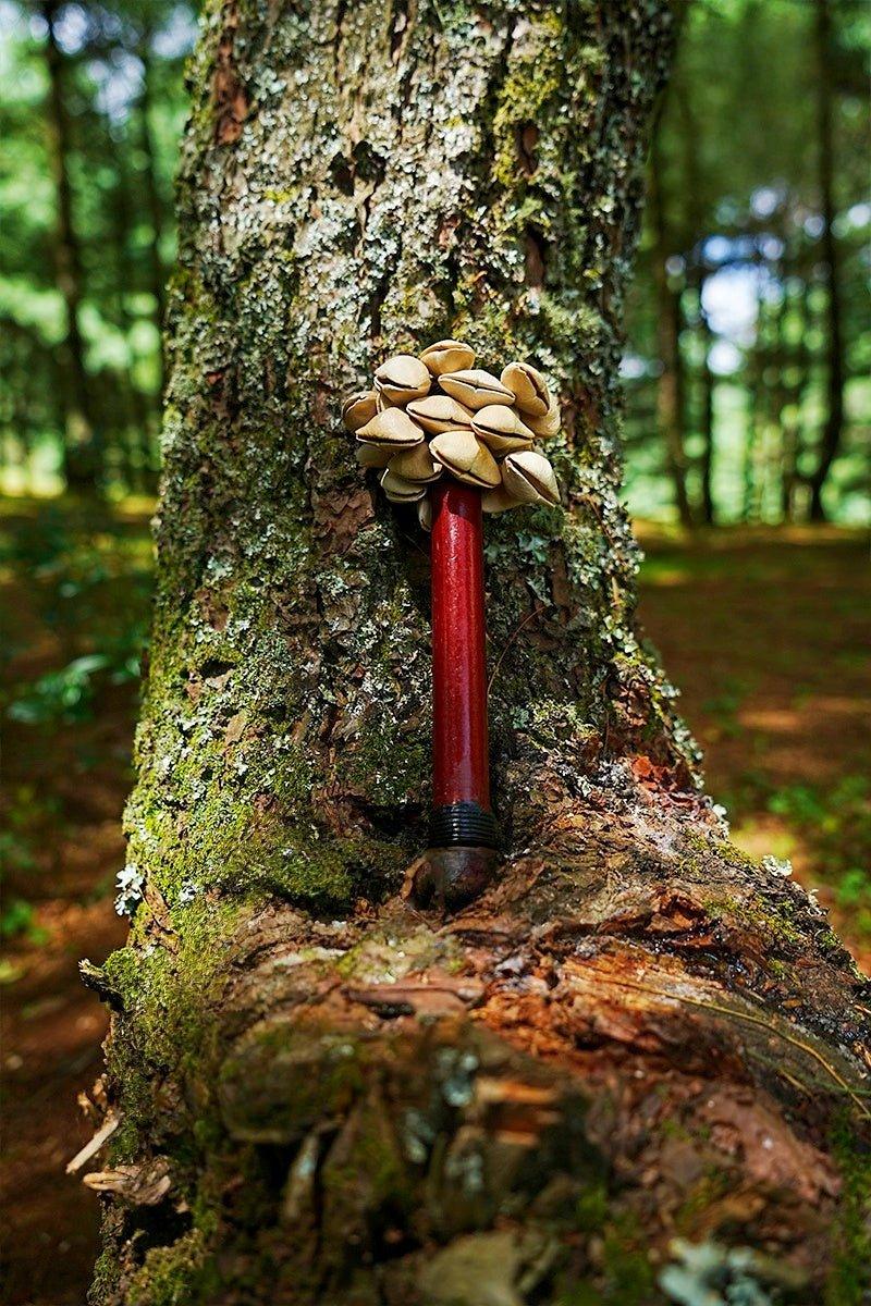 Chacha Oleander Seed Pod Shaker | Handmade Wooden Handle Rainforest Instrument