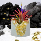 Citrine Geode Planter, Natural Stone Container with Raw Crystal Formation, front view - House Of Avana