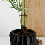 Climbing Plant Stem Support Stakes, angled view - House Of Avana