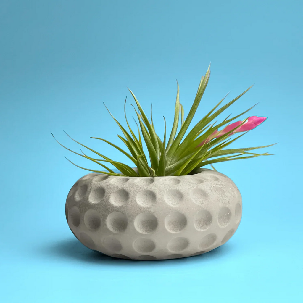 Concave Dots Air Plant Holder | Succulent Planter, front view - House Of Avana