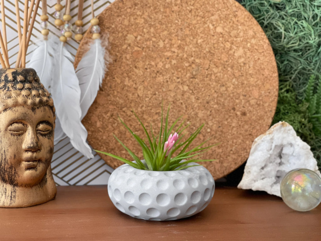 Concave Dots Air Plant Holder | Succulent Planter AURA 8 HOME