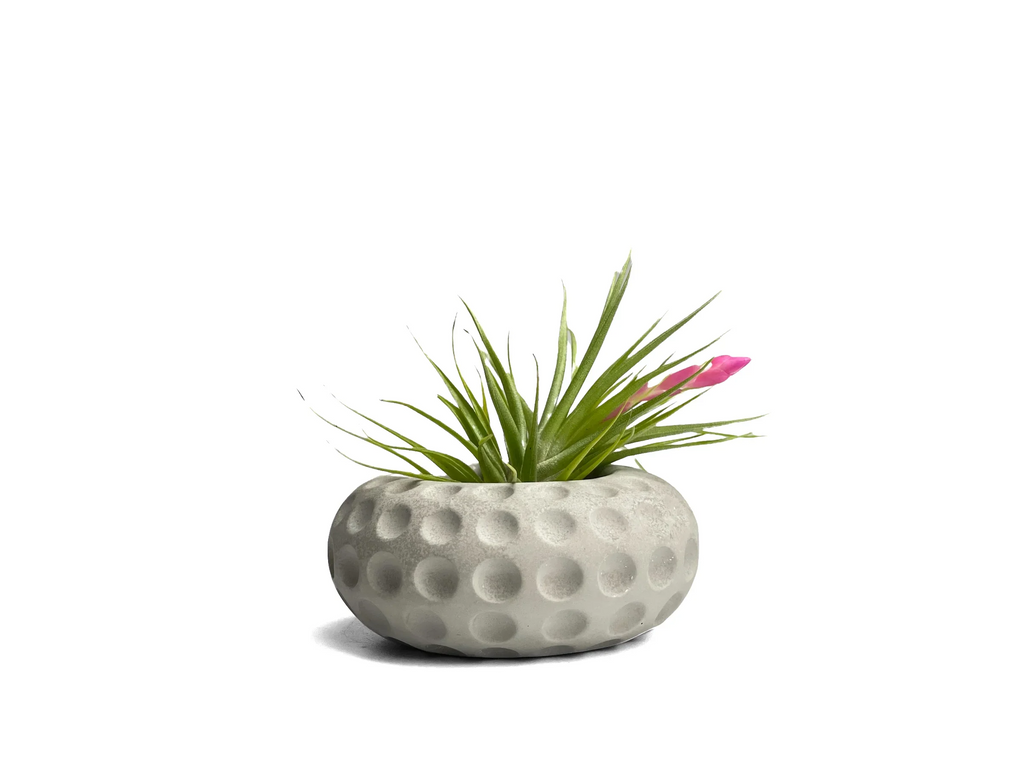White ceramic concave dots air plant holder, unique succulent planter - House of Avana