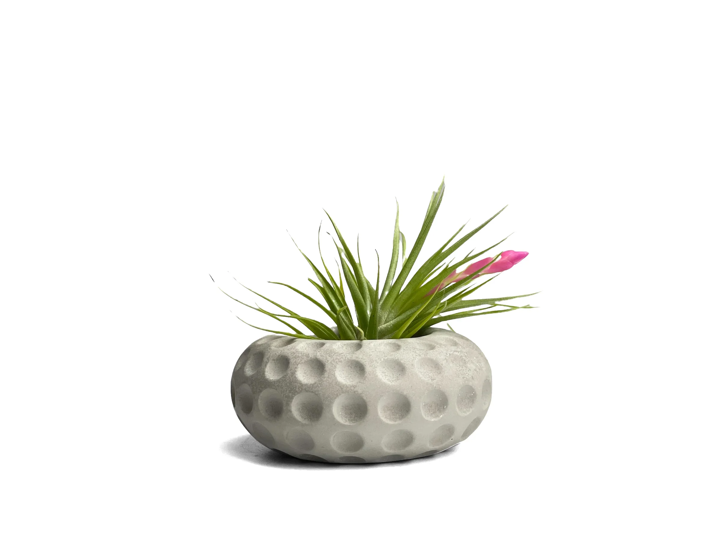 White ceramic concave dots air plant holder, unique succulent planter - House of Avana