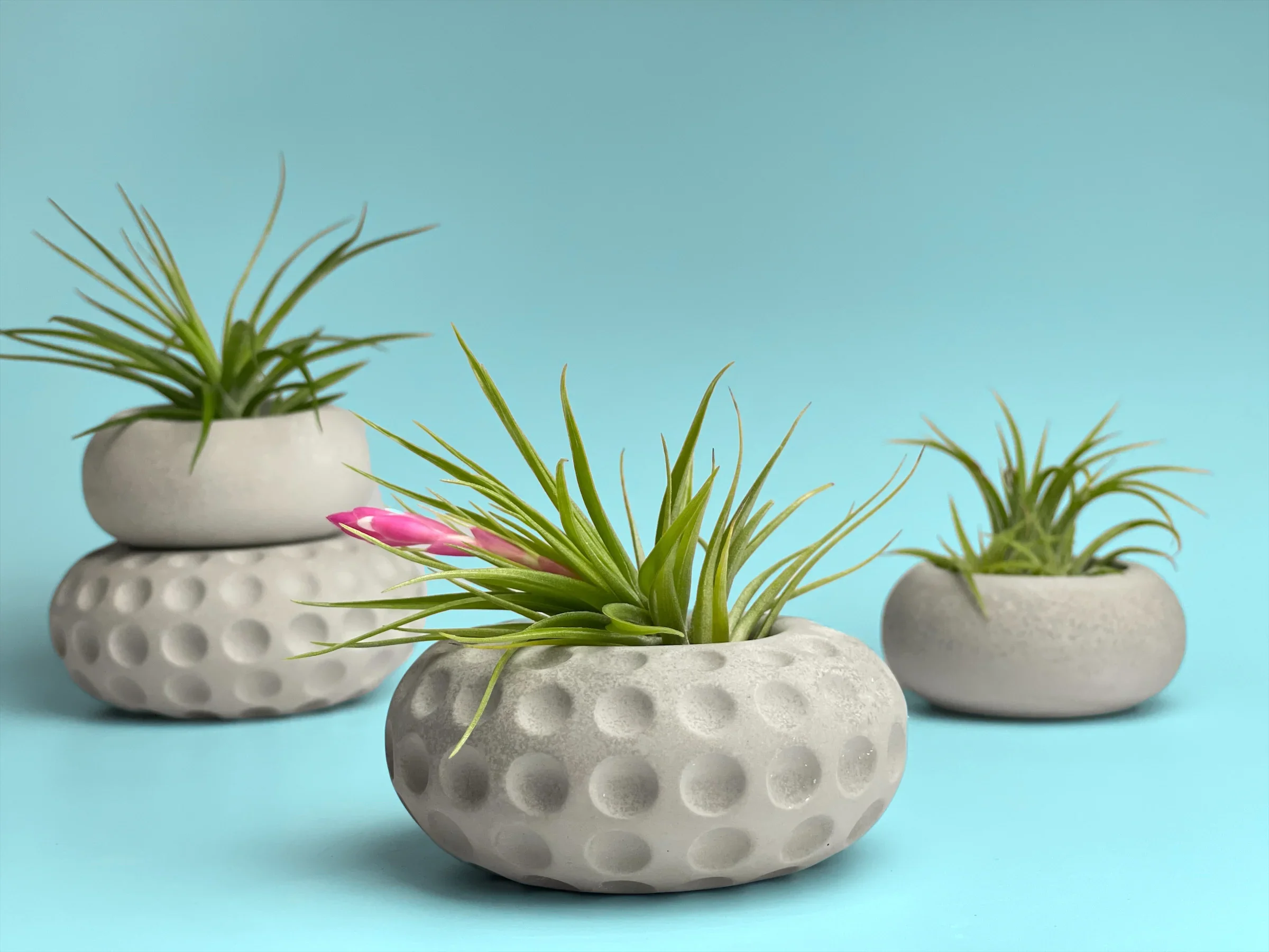 White ceramic concave dots air plant holder, unique succulent planter - House of Avana