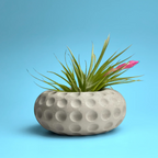 White ceramic concave dots air plant holder, unique succulent planter - House of Avana