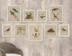 Watercolor bird illustrations on white background, distressed wood frame, nesting scenes - House of Avana