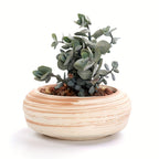 SUN-E 6pcs/Set Mini Plant Pots Pattern Succulent Plant Pot Cactus Pot Flower Pot Decorative Ceramic Planter for Home House Office Outdoor Garden Container Planter Perfect Gift Idea for Women with Drain Hole 2.5Inch/6.5cm (Pla House Of Avana