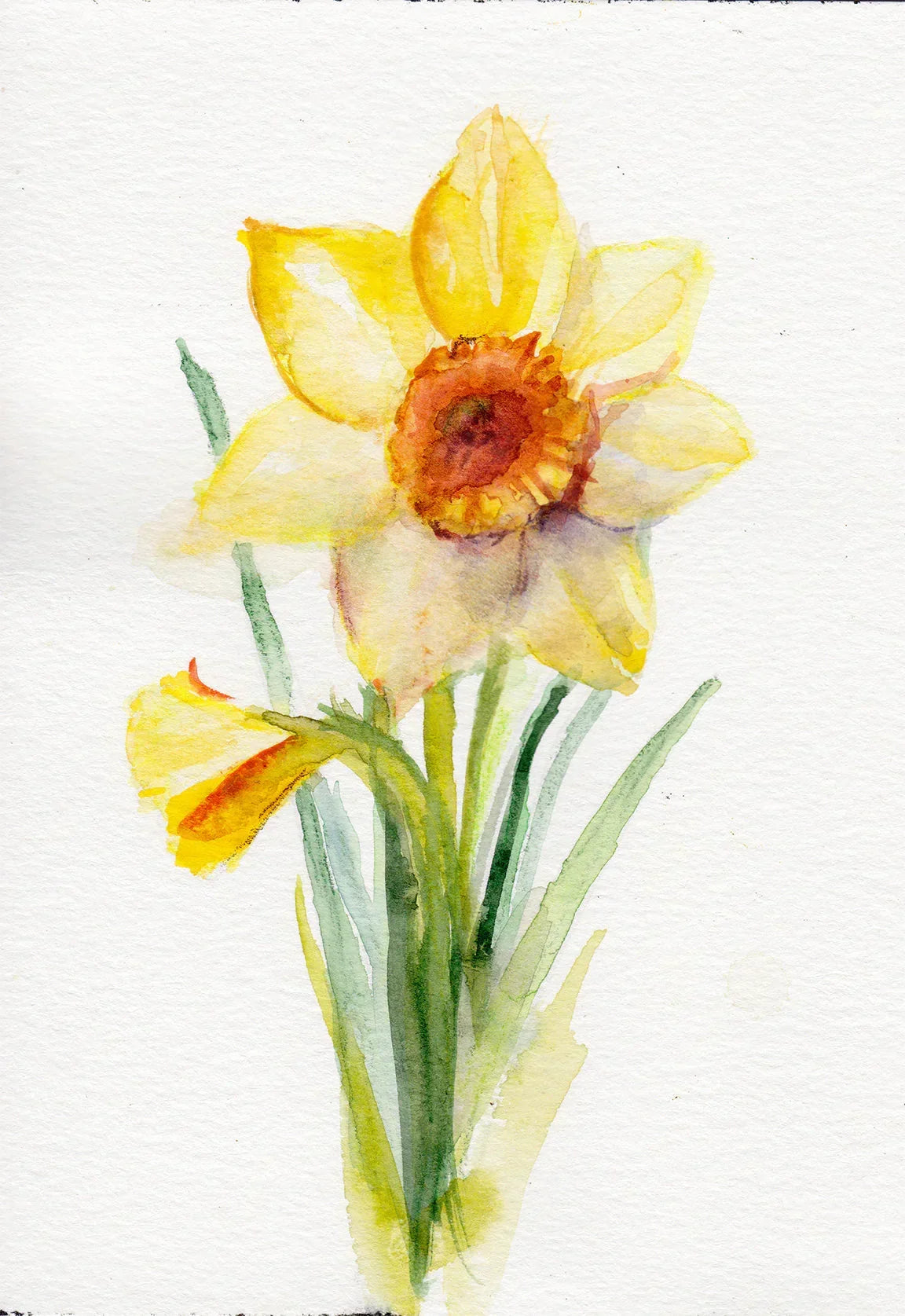 Daffodil - March Birth Flower Art Print, front view - House Of Avana