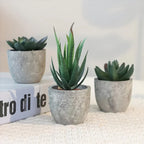 Succulent Plant Set in Concrete Pots, Low Maintenance Indoor Decor, close-up view - House Of Avana
