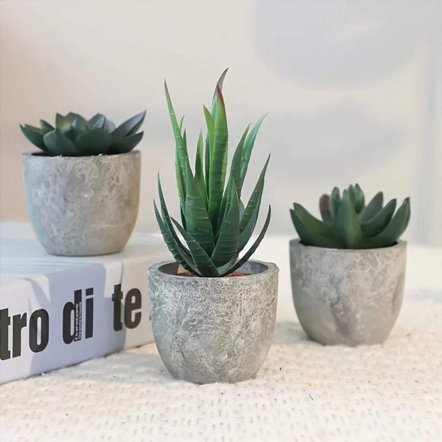 Succulent Plant Set in Concrete Pots, Low Maintenance Indoor Decor, close-up view - House Of Avana