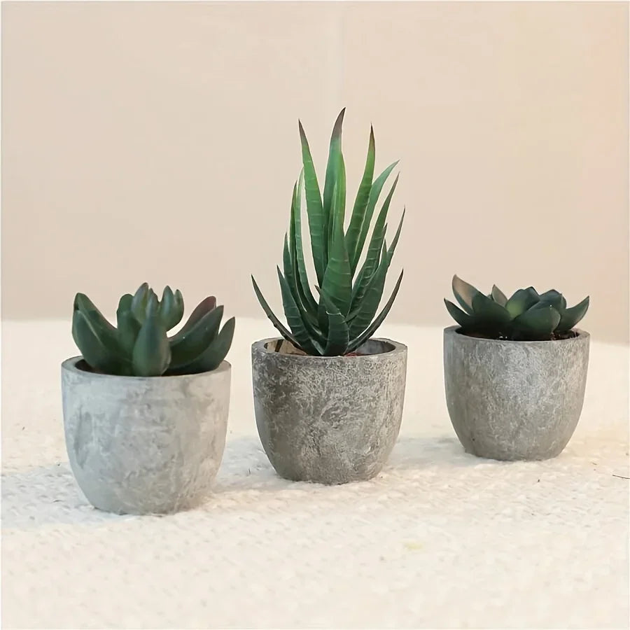 Succulent Plant Set in Concrete Pots, Low Maintenance Indoor Decor, product packaging - House Of Avana