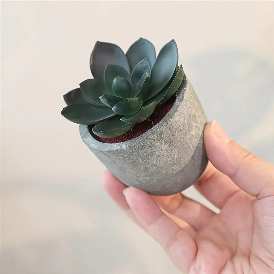 Succulent Plant Set in Concrete Pots, Low Maintenance Indoor Decor, texture detail - House Of Avana