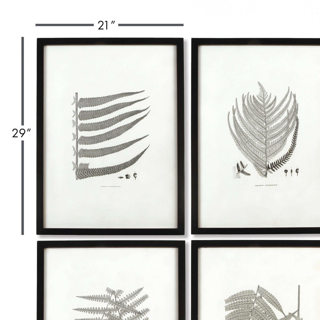 Black and white fern prints in wooden frames, set of 6 botanical art - House of Avana