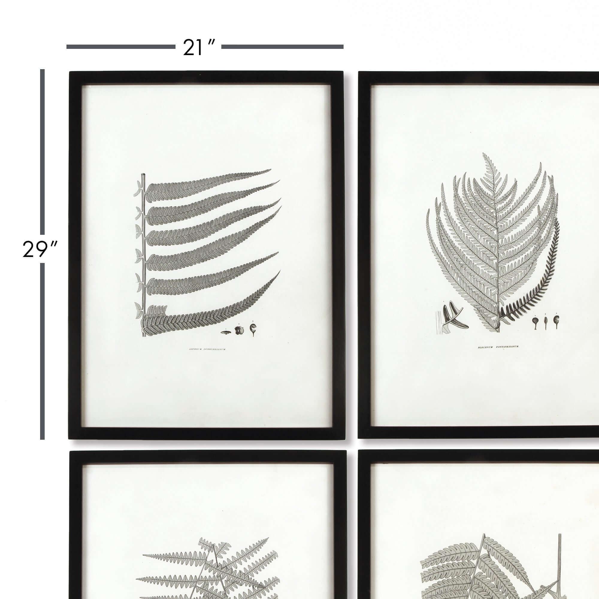 Black and white fern prints in wooden frames, set of 6 botanical art - House of Avana
