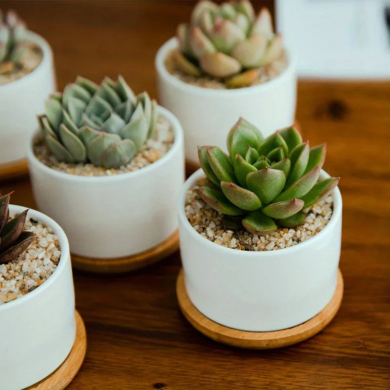 [s Ceramic Succulent Planter] S Ceramic Succulent Planter with Tray | Tabletop Decoration for Living... - House Of Avana