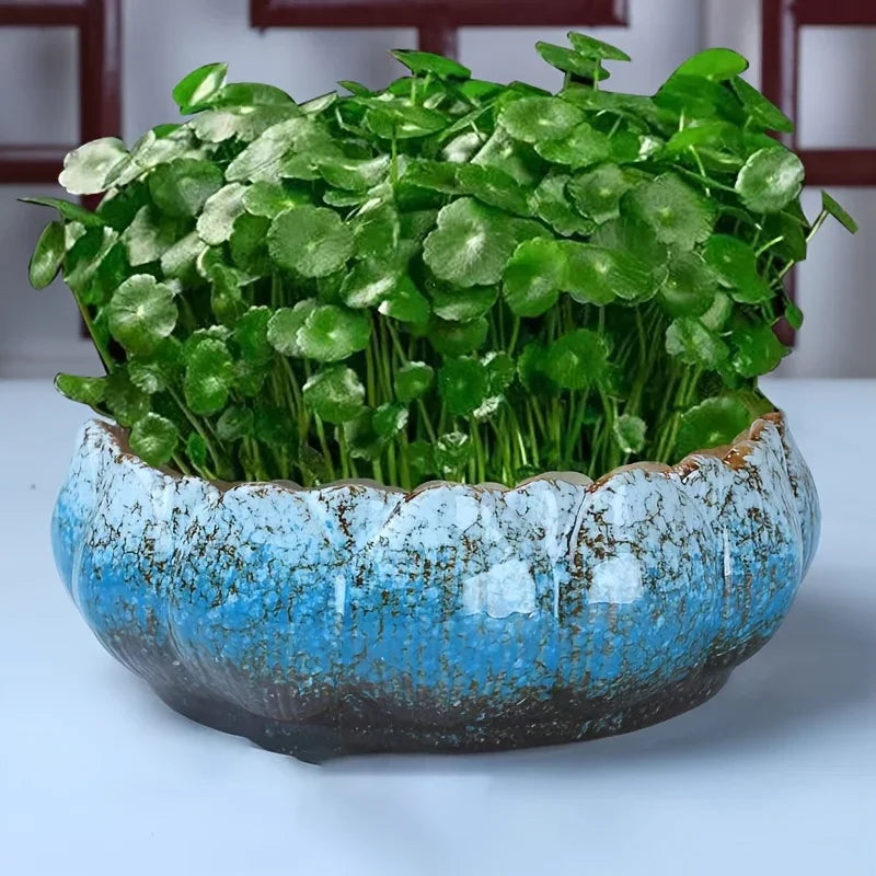 Casual Style Ceramic Flower Pot, Round Tabletop Hydroponic Planter, for Bulbs, Succulents, and Lotus,... - House Of Avana