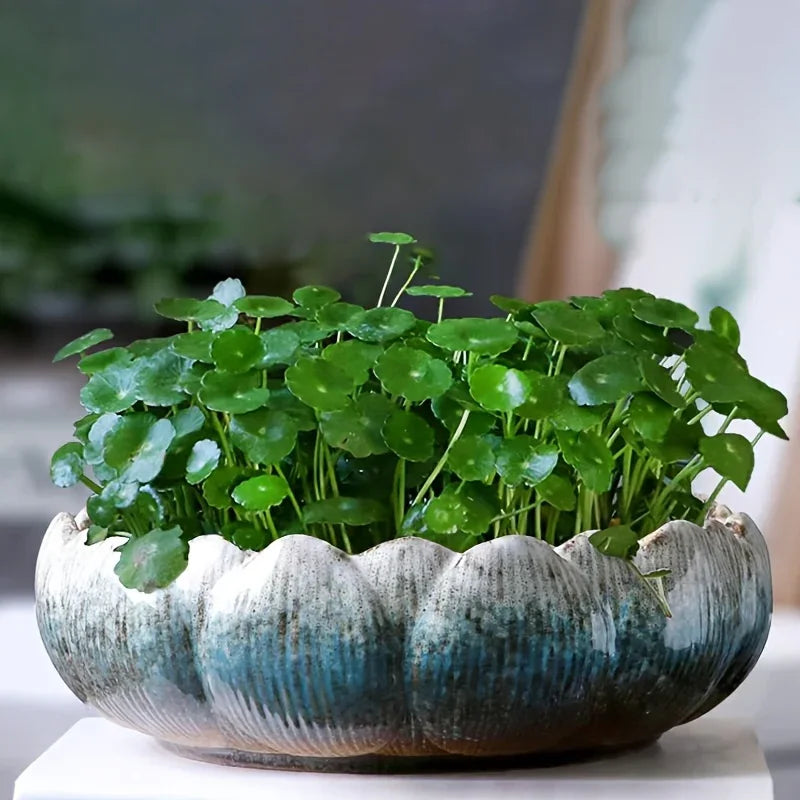 Casual Style Ceramic Flower Pot, Round Tabletop Hydroponic Planter, for Bulbs, Succulents, and Lotus,... - House Of Avana