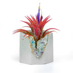 Fluorite Geode Planter Natural Stone Succulent Pot, angled view - House Of Avana