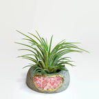 Geode Air Plant Holder -Amazonite Crystal Planter AURA 8 HOME