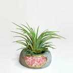 Geode Air Plant Holder -Rose Quartz Crystal Planter AURA 8 HOME