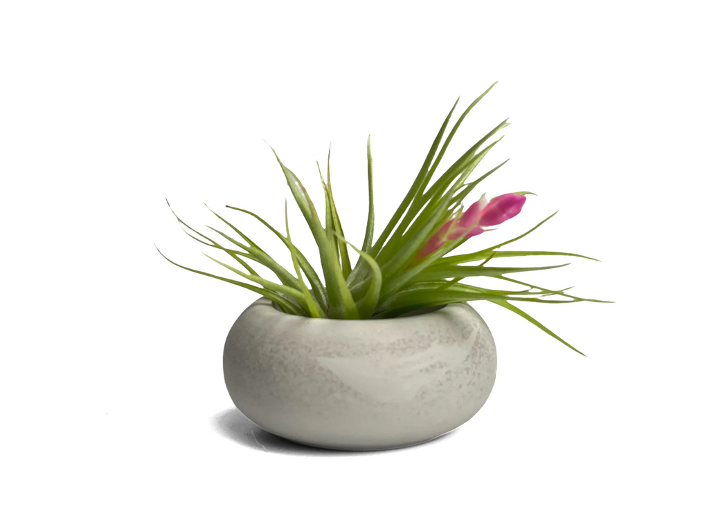 Glass Air Plant Holder with Modern Geometric Design, side view - House Of Avana
