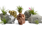 Glass Air Plant Holder for Men, Unique Body Shape Decor, detail shot - House Of Avana