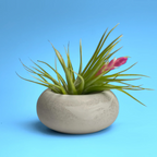 Glass Air Plant Holder with Modern Geometric Design, front view - House Of Avana