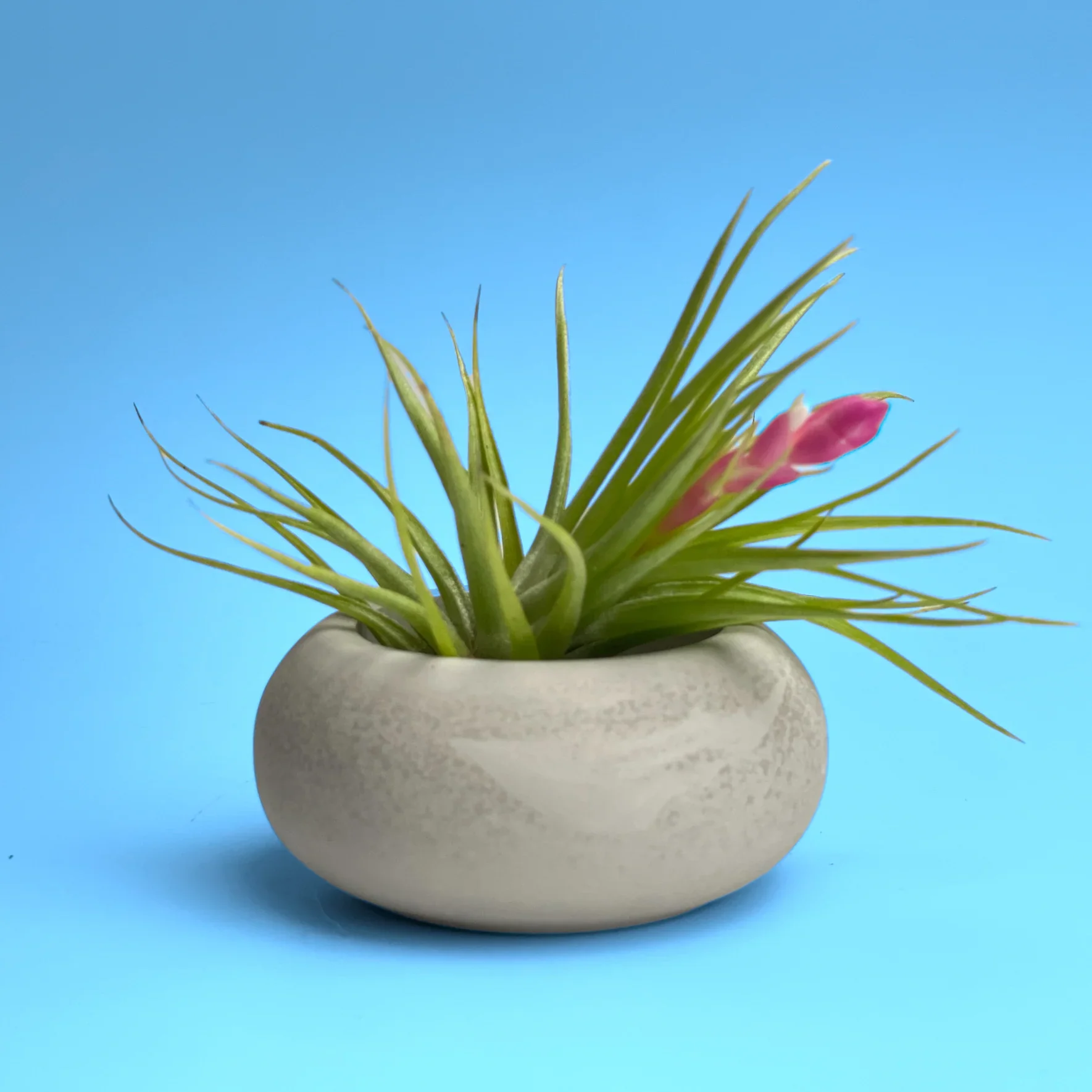 Glass Air Plant Holder with Modern Geometric Design, front view - House Of Avana