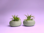 Glass Air Plant Holder with Modern Geometric Design, back view - House Of Avana