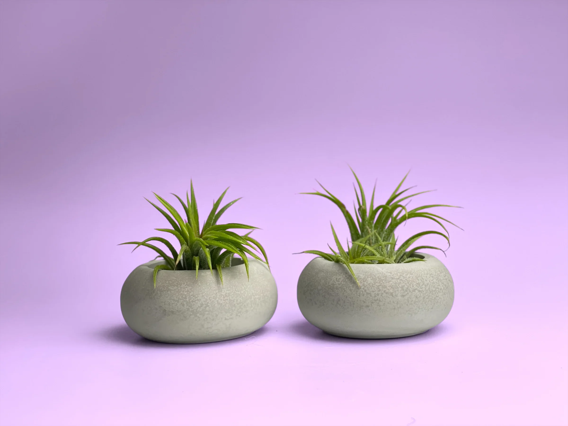 Glass Air Plant Holder with Modern Geometric Design, back view - House Of Avana