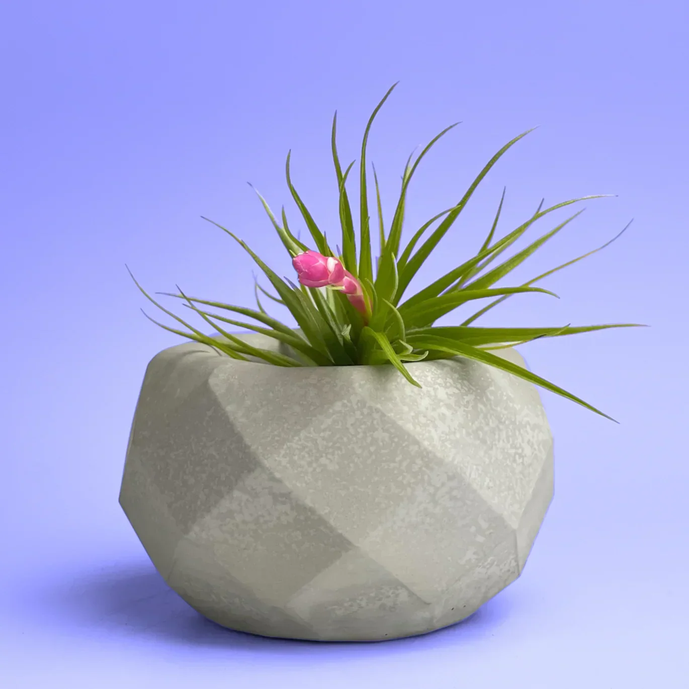 Glass Geometric Air Plant Holder with Unique Shape and Design, front view - House Of Avana