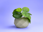 Glass Geometric Air Plant Holder with Unique Shape and Design, back view - House Of Avana