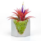 Green Peridot Geode Planter Box Natural Stone Home Decoration, detail shot - House Of Avana