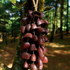 Hand Bell | Juju Duckfoot Vine Seed Shaker