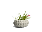 Concave Dots Air Plant Holder | Succulent Planter, lifestyle image - House Of Avana