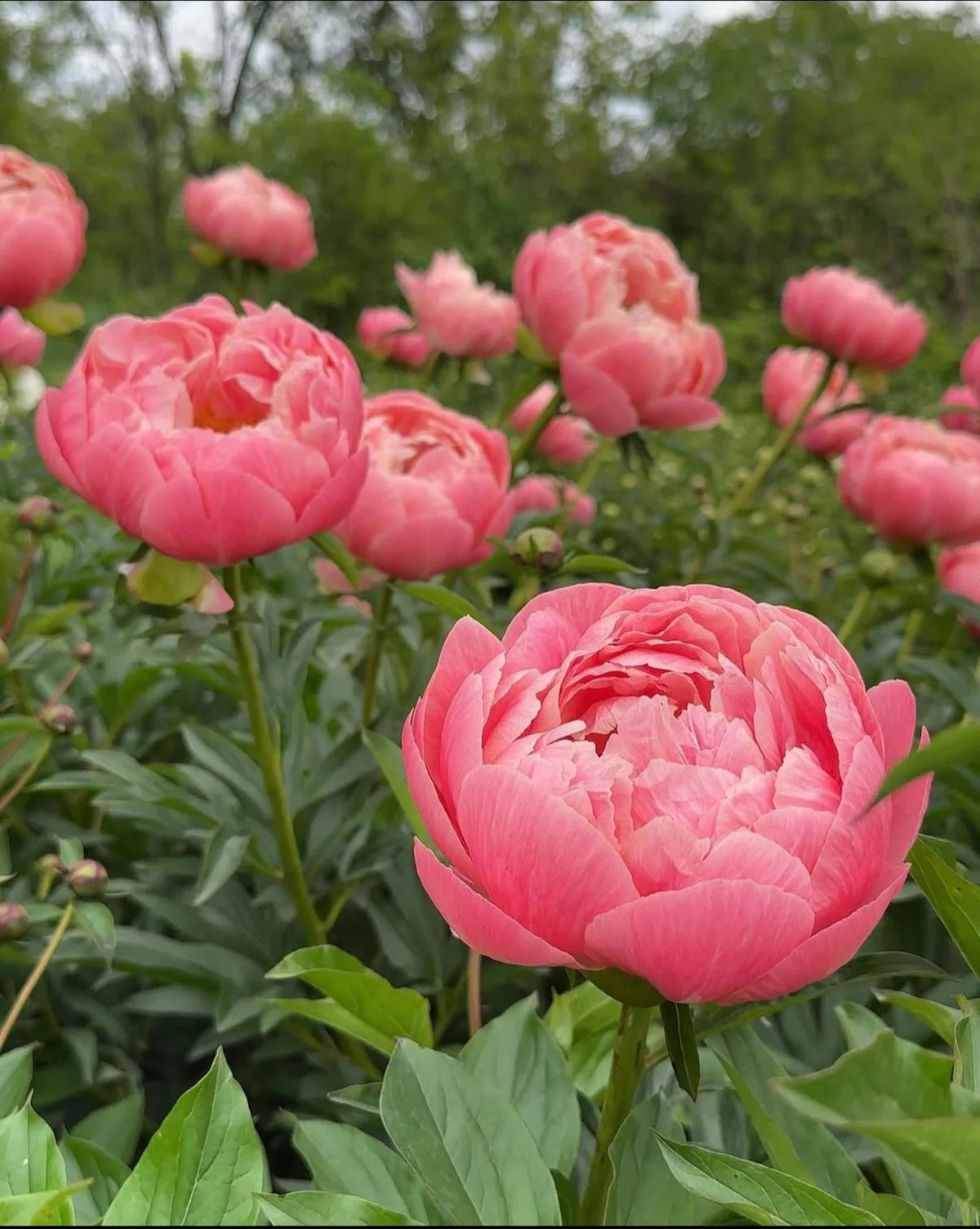 Peony – 12 oz