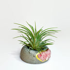Geode Air Plant Holder -Rose Quartz Crystal Planter AURA 8 HOME