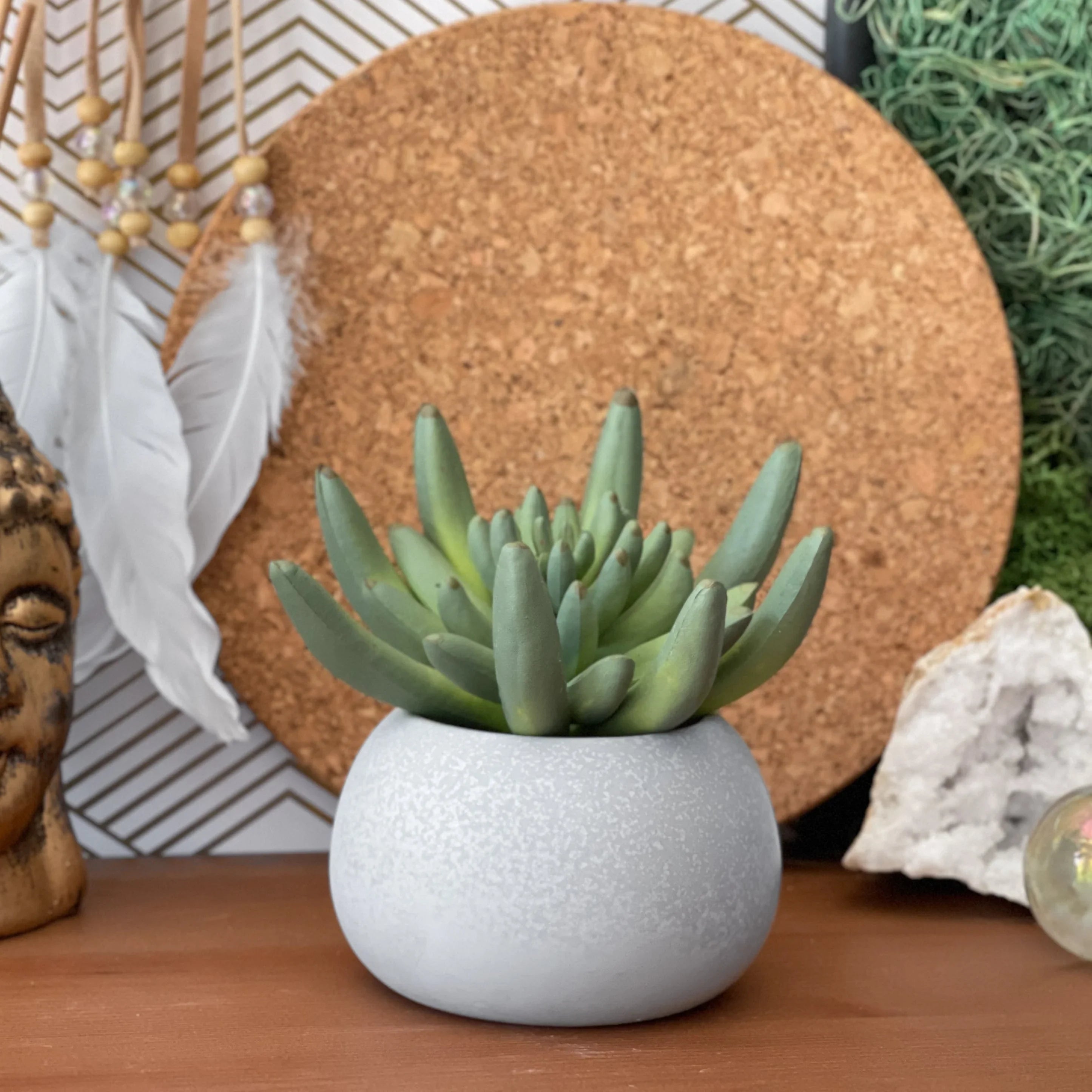 Mini Succulent Planter | Air Plant Holder AURA 8 HOME