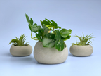 Mini Succulent Planter | Air Plant Holder, side view - House Of Avana