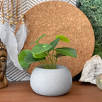 Mini Succulent Planter | Air Plant Holder AURA 8 HOME