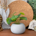 Mini Succulent Planter | Air Plant Holder AURA 8 HOME