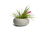 Modern Air Plant Holder AURA 8 HOME