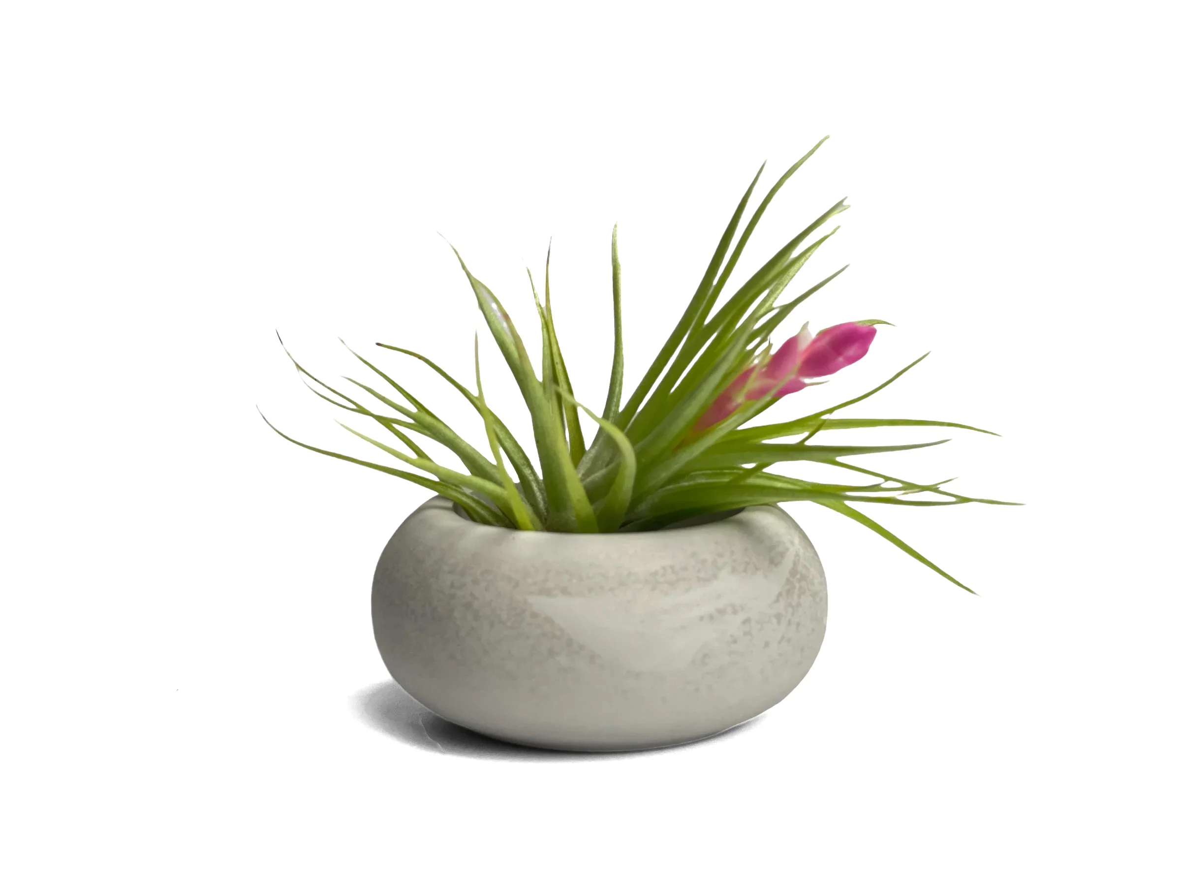 Modern Air Plant Holder AURA 8 HOME