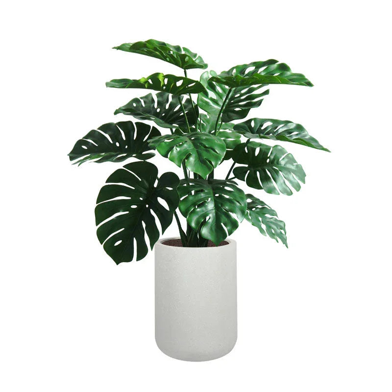 Large Monstera plant in gray ceramic planter, natural leaves - House of Avana