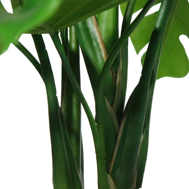 Large Monstera plant in gray ceramic planter, natural leaves - House of Avana